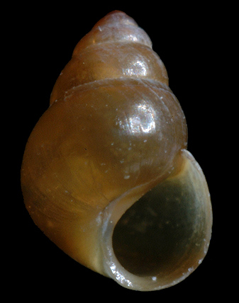 Angustassimea succinea (L. Pfeiffer, 1840) Atlantic Assiminea