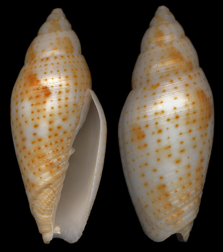 Dibaphimitra florida (Gould, 1856) Florida Miter