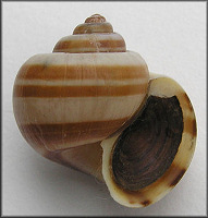 Pomacea glauca (Linnaeus, 1758)