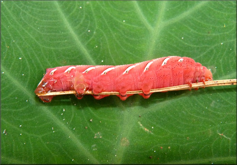 Achemon Sphinx Moth [Eumorpha achemon] Caterpillar