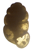 Vertigo modesta modesta (Say, 1824) (2.20 mm.)