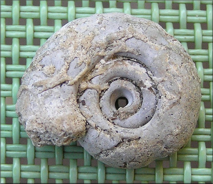 Planorbella duryi (Wetherby, 1879) Seminole Rams-horn Moldic Fossil