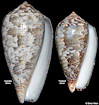 Conus monachus Linnaeus, 1758