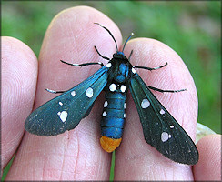 Oleander Moth [Syntomeida epilais]