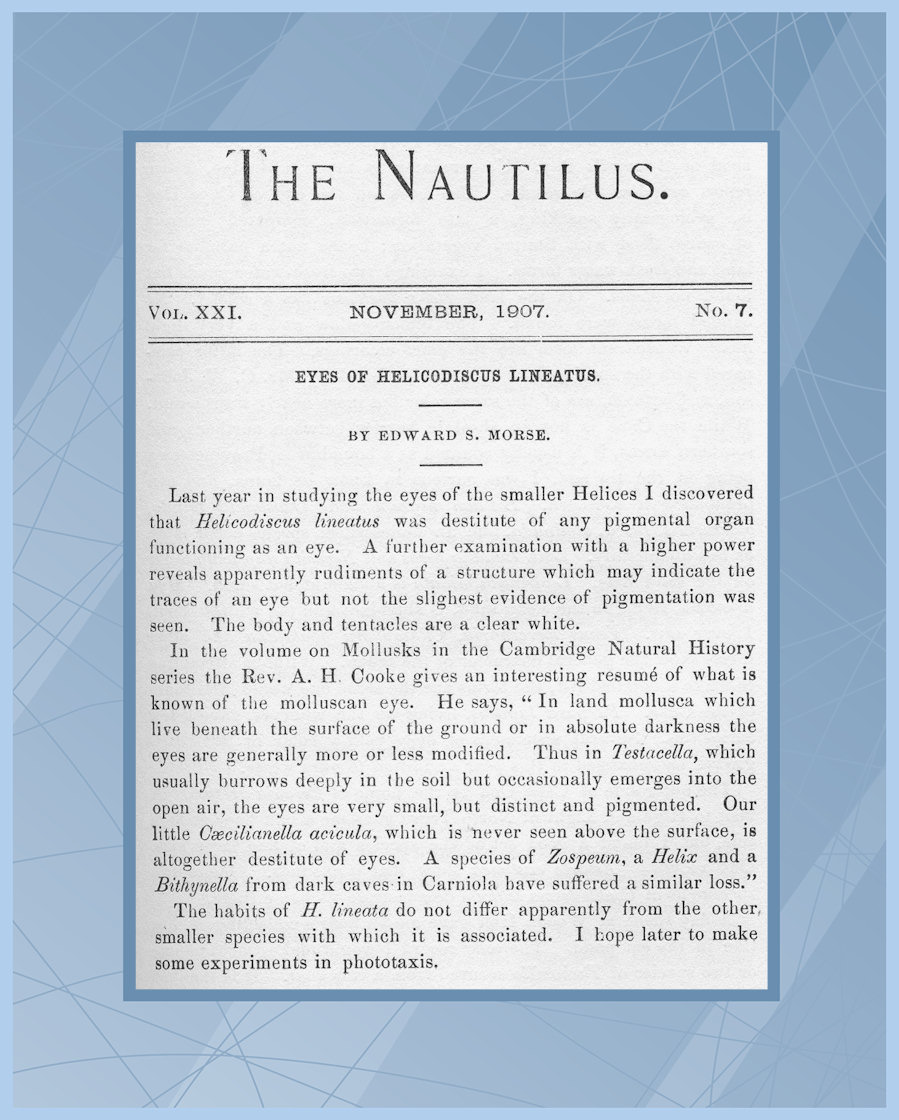 The Nautilus, Vol. XXI., No. 7. (November, 1907)