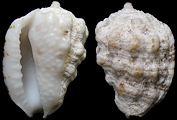 Morum oniscus (Linnaeus, 1767) Sinistral
