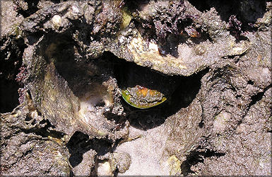 Perna viridis (Linnaeus, 1758) Asian Green Mussel In Situ