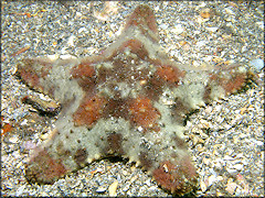 Oreaster reticulatus Cushion Sea Star Juvenile
