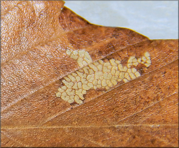The image shows a dried leaf that has been fed upon by several juvenile Cochlicopa.
