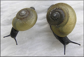 Mesomphix globosus (MacMillan, 1940) Globose Button