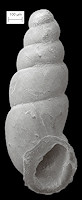 Carychium nannodes G. Clapp, 1905 File Thorn