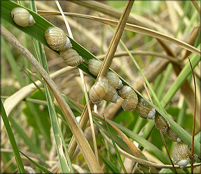 Succinea campestris Say, 1818 Crinkled Ambersnail Mating Aggregation