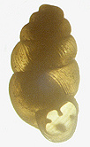 Nearctula new species "p" Rothand and Sadeghian (2006: 52) (2.5 mm.)