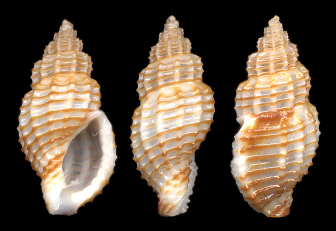 Pseudodaphnella nexa (Reeve, 1845)
