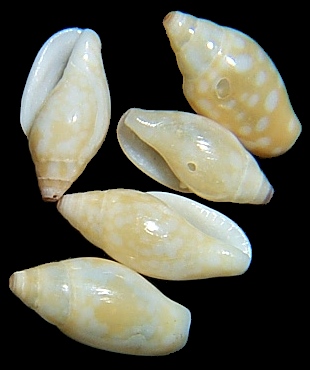 Nitidella nitida (Lamarck, 1822) Glossy Dovesnail