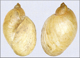 Novisuccinea ovalis (Say, 1817) Oval Ambersnail