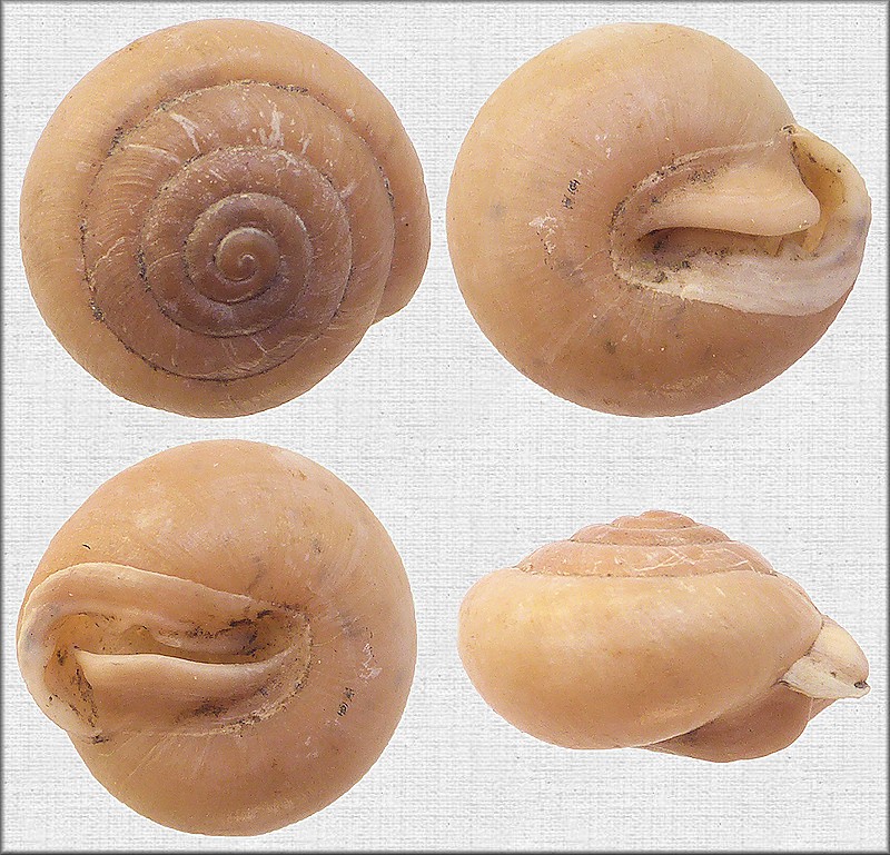 Stenotrema nudum (Pilsbry, 1900) Nude Slitmouth