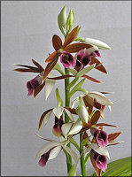 Nun's Orchid [Phaius tankervilliae]