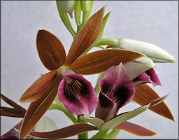 Nun's Orchid [Phaius tankervilliae]