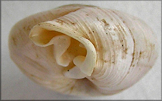 Daedalochila uvulifera (Shuttleworth, 1852)