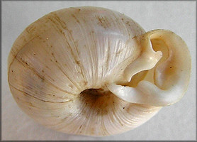 Daedalochila uvulifera (Shuttleworth, 1852)