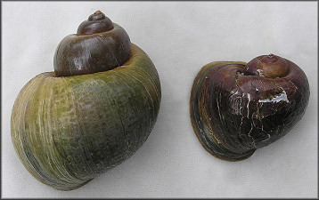 Pomacea canaliculata male and female (female on the left - 81 mm.) 7/1/2007