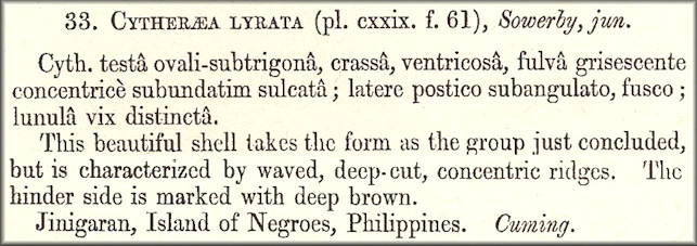 Meretrix lyrata (G. B. Sowerby II, 1851) Original Description