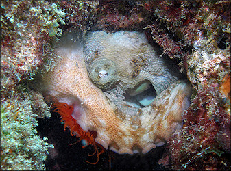 Ctenoides scaber (Born, 1778) Rough Fileclam Being Devoured By Octopus