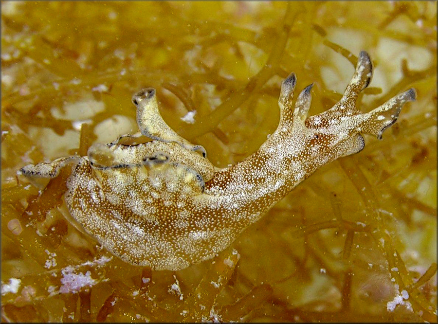 Aplysia parvula Mrch, 1863 Pygmy Seahare