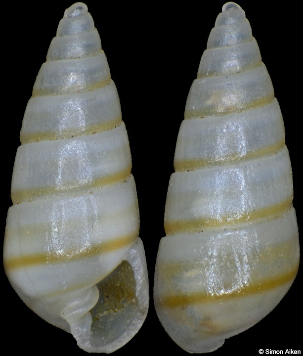 Orinella pulchella (A. Adams, 1854)