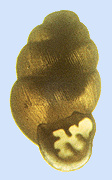 Vertigo rugosula Sterki, 1890 (2.04 mm.)