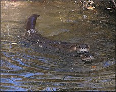 Northern River Otter [Lutra canadensis] Mating