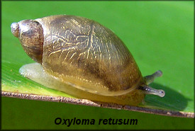 Oxyloma retusum (I. Lea, 1834) Blunt Ambersnail