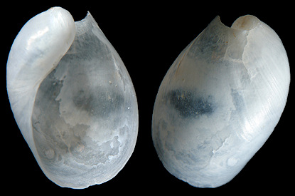 Oxynoe antillarum Mrch,1863 Antilles Oxynoe Internal Shell