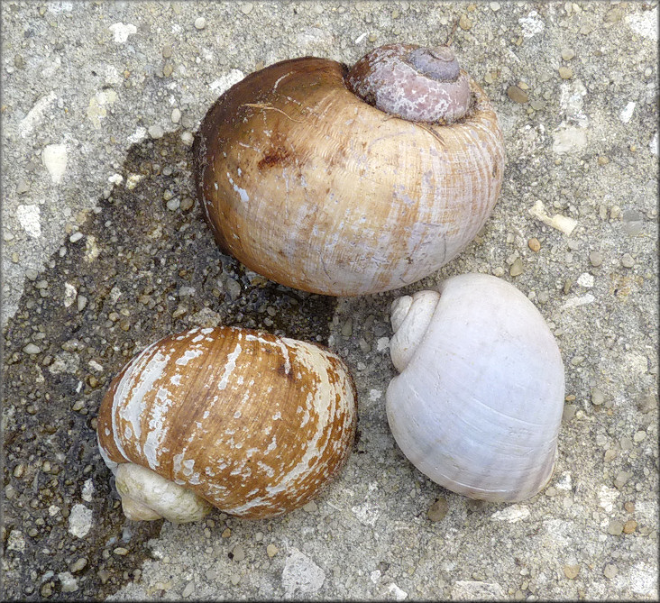 Empty Pomacea maculata shells from Moultrie Creek Along State Road 207 (8/3/2010)
