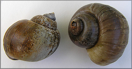 Pomacea canaliculata dead collected (largest is 53 mm.)
