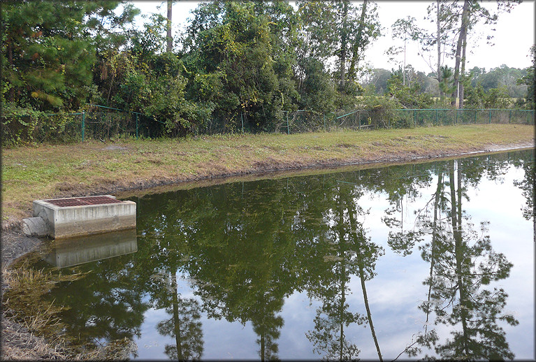Retention Pond Adjacent To Alta Drive Where The Daedalochila uvulifera Were Found