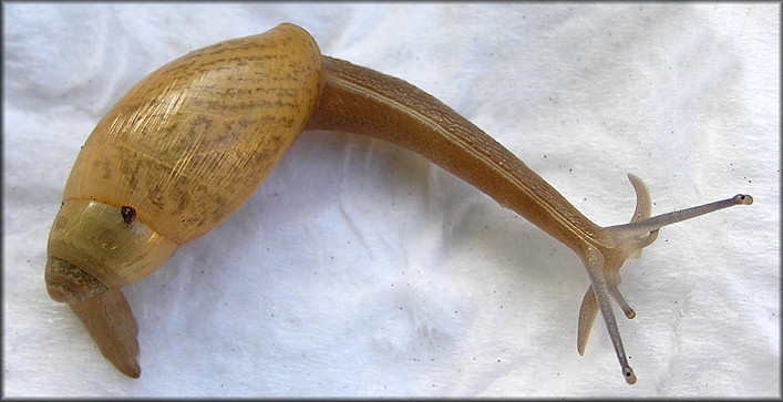 Euglandina rosea (Frussac, 1821) Juvenile