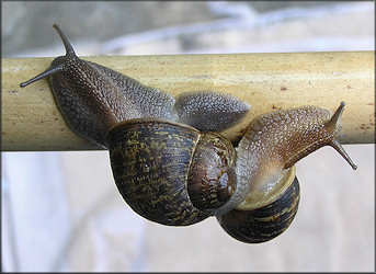 Cornu aspersum (Mller, 1774) Brown Garden Snail