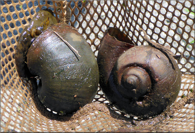 Mating pair of Pomacea maculata from the small ditch on the Interstate 10 exit ramp