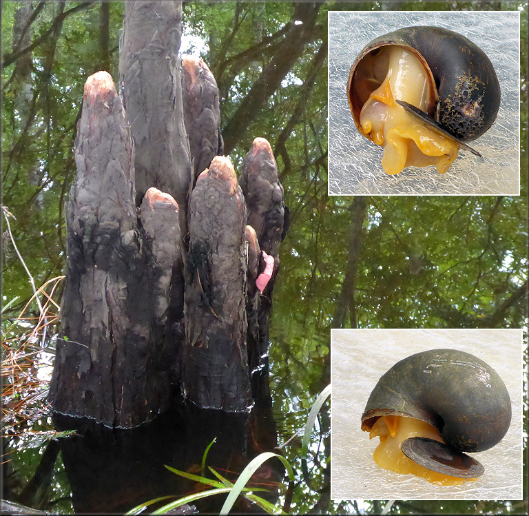 Egg clutch on cypress knee and the live probable Pomacea canaliculata found at Deep Creek