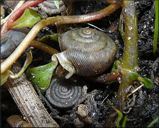 Daedalochila uvulifera (Shuttleworth, 1852) In Situ Under Vegetation (11/3/2009)