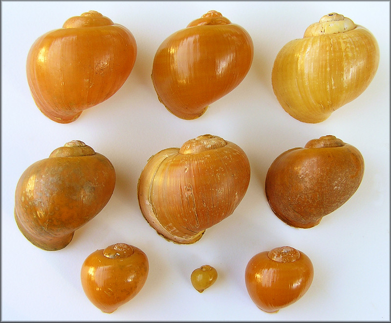 Pomacea paludosa (Say, 1829) Florida Applesnail Rare Gold Specimens