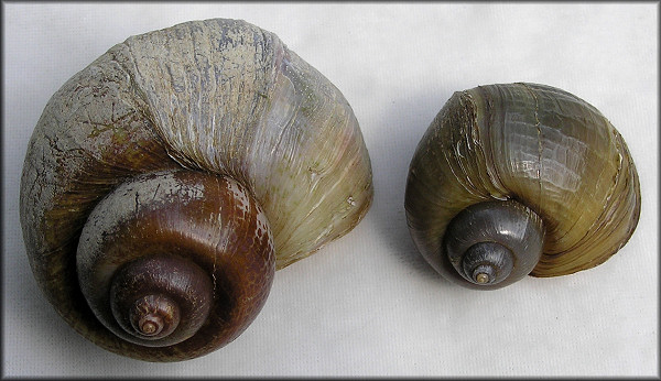 Pomacea canaliculata male & female (female on the left - 71 mm.) 5/2/2007
