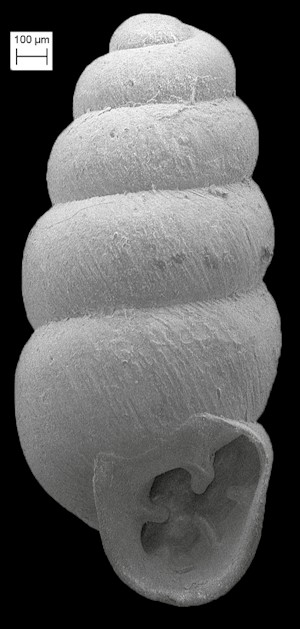 Gastrocopta pellucida (L. Pfeiffer, 1841) Slim Snaggletooth
