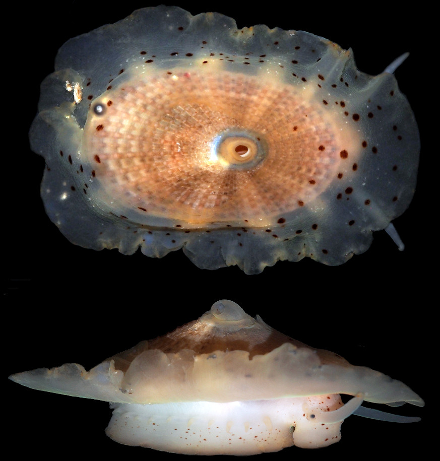 Lucapina aegis (Reeve, 1850) Shield Fleshy Limpet 
