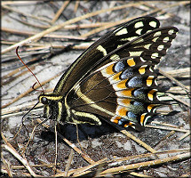 Palamedes Swallowtail [Papilio palamedes]