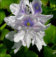 Water Hyacinth [Eichhornia crassipes]