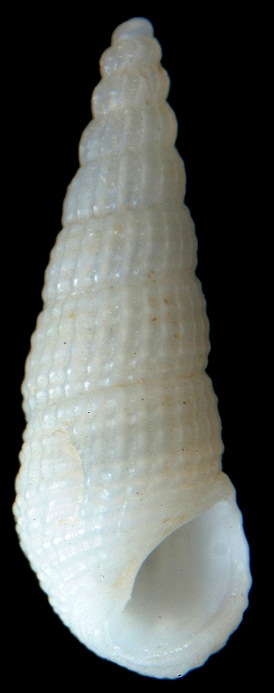 Phosinella species (Leal, 1991: pl. 0, figs. A, B)