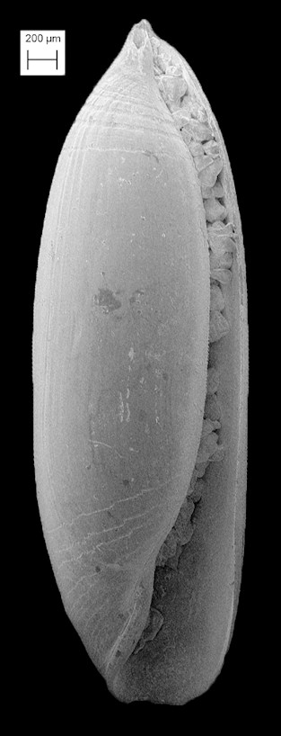 Volvulella persimilis (Mrch, 1875) Southern Spindle-bubble